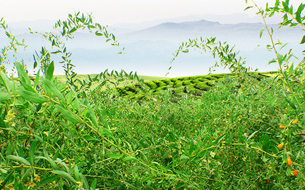 種植基地